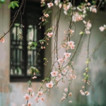 PHẠM THỊ DIỄM